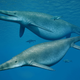 Artist’s impression of Shonisaurus, a giant ichthyosaur.
